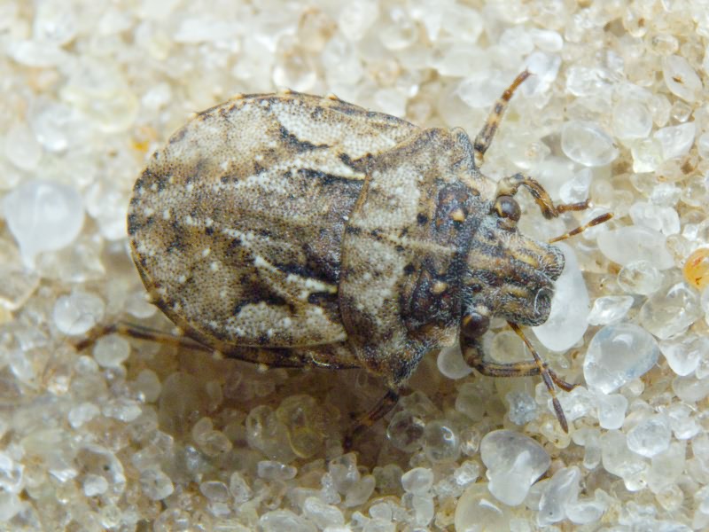 Phimodera humeralis (Dalman, 1823)